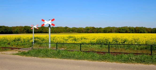 Field, Yellow, Road, Canola
