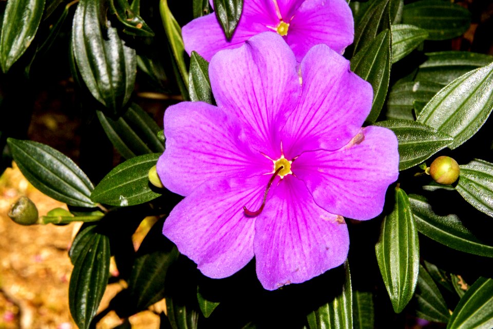 Flower, Plant, Flora, Purple
