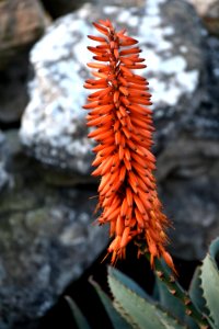 Flora, Torch Lily, Plant, Xanthorrhoeaceae