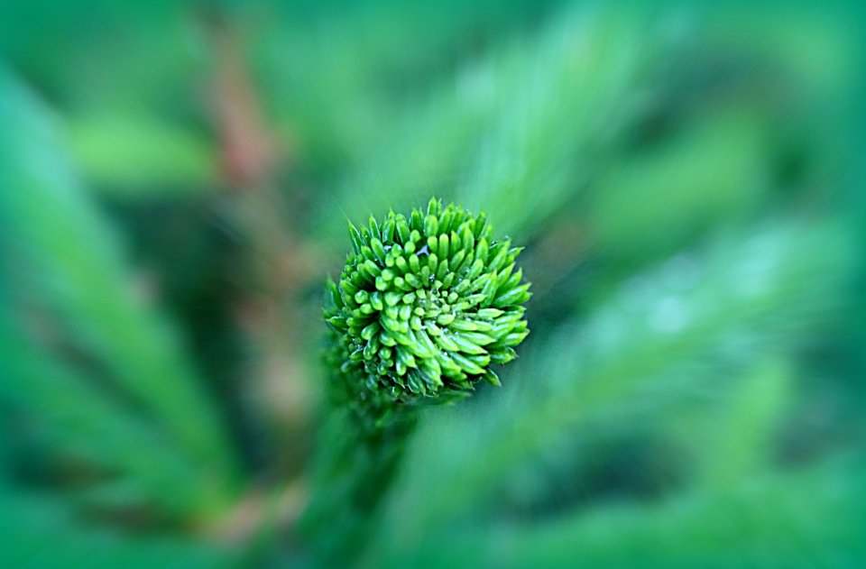 Green, Vegetation, Close Up, Flora