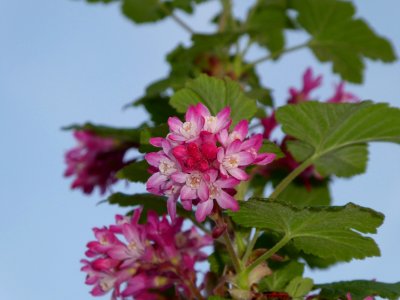 Flower, Plant, Subshrub