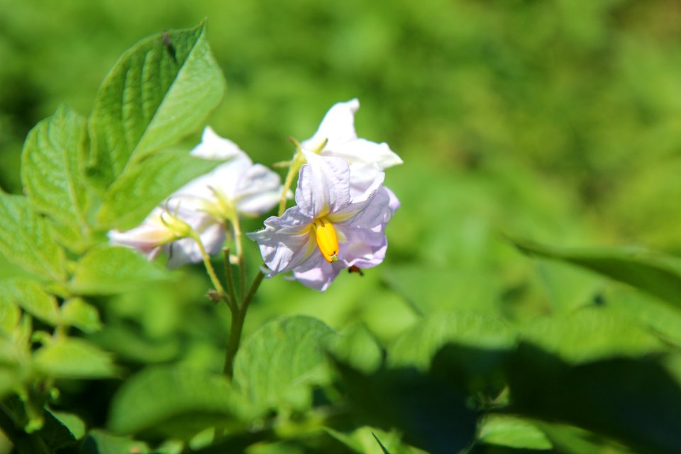 Flower, Plant, Flora, Flowering Plant