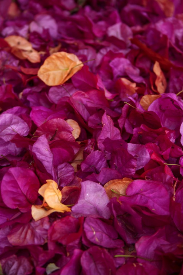 Flower, Violet, Purple, Petal