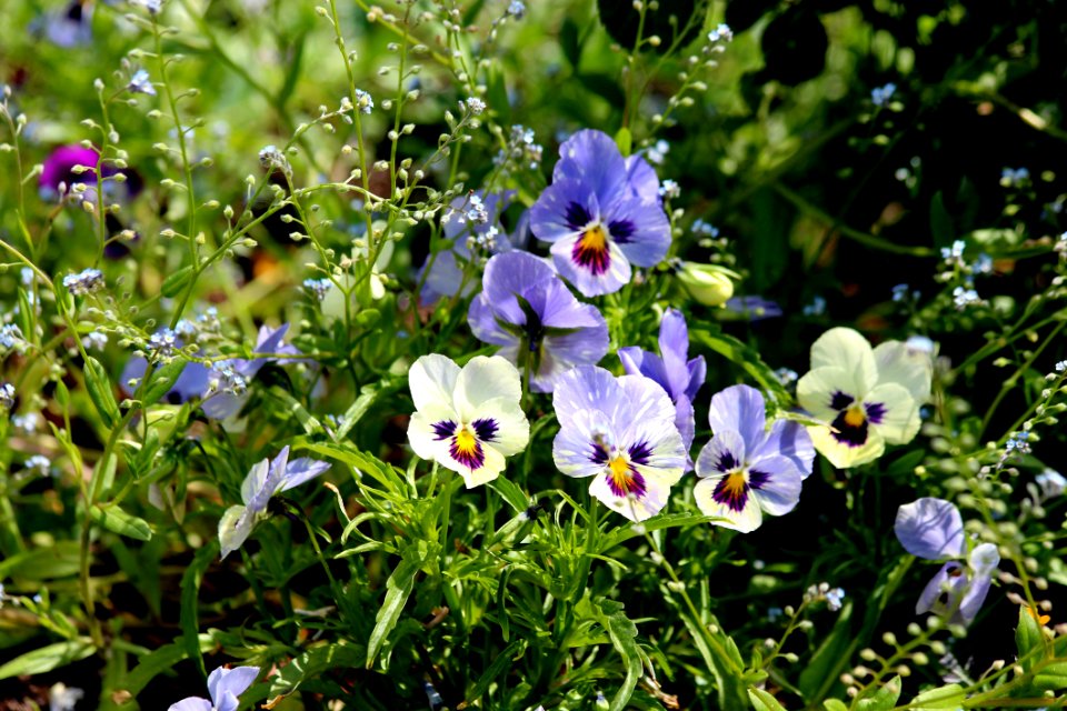 Flower, Plant, Flora, Flowering Plant