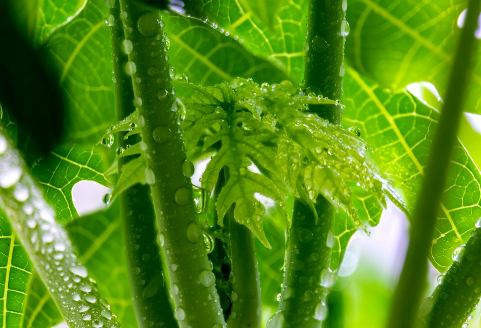 Leaf, Water, Vegetation, Close Up