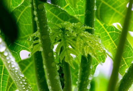 Leaf, Water, Vegetation, Close Up