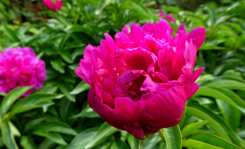 Flower, Plant, Peony, Flowering Plant