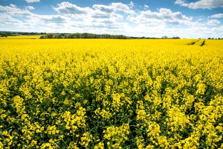 Rapeseed, Canola, Yellow, Field