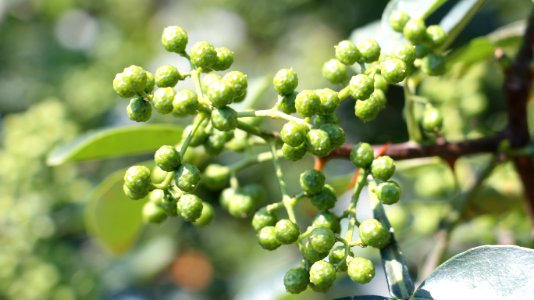 Grapevine Family, Grape, Vitis, Subshrub