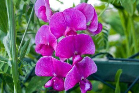 Flower, Plant, Pink, Everlasting Sweet Pea photo