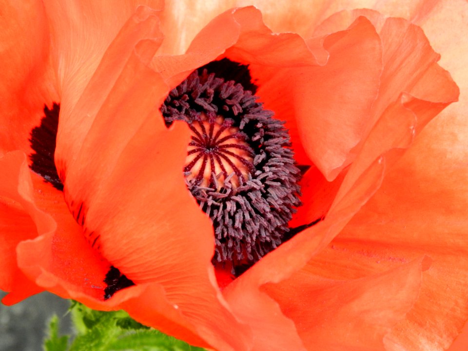 Flower, Flowering Plant, Petal, Poppy