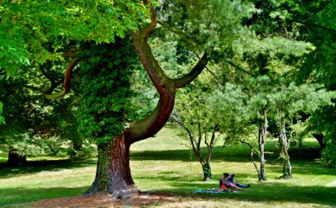 Tree, Woody Plant, Plant, Grass