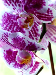 Flower, Flowering Plant, Flora, Purple
