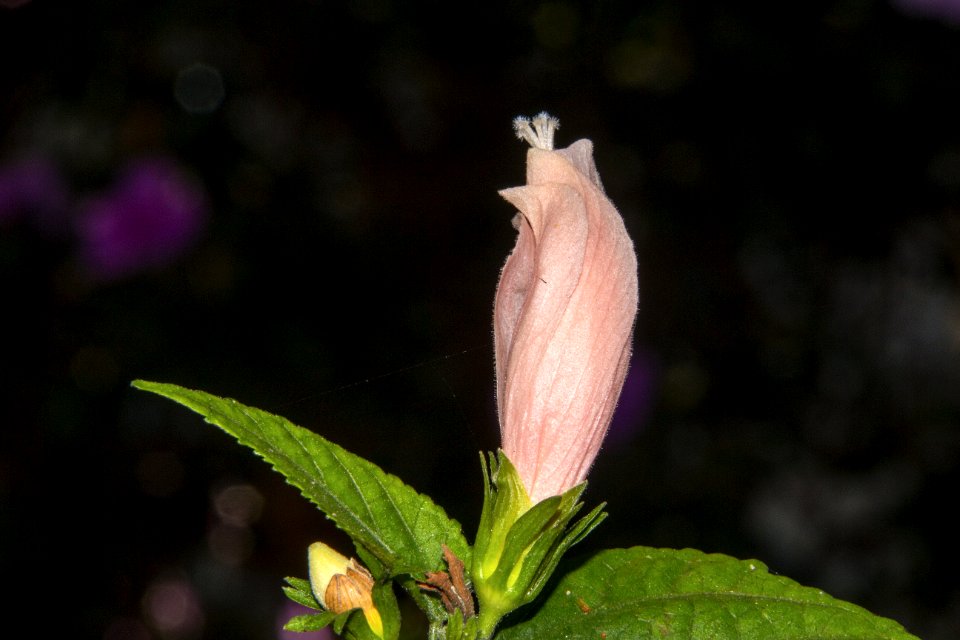 Flora, Plant, Flower, Leaf
