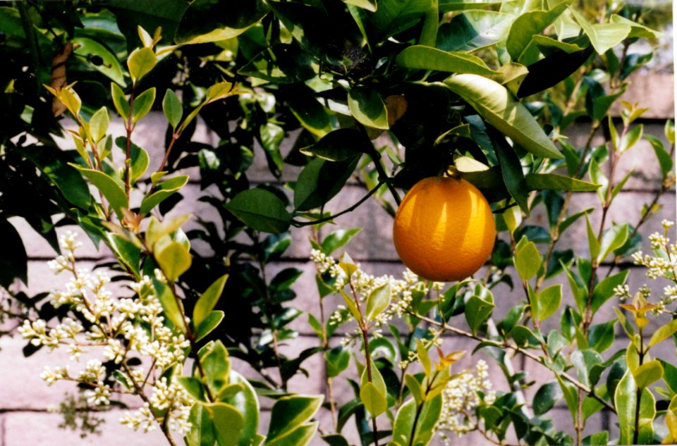 Citrus, Fruit, Plant, Fruit Tree