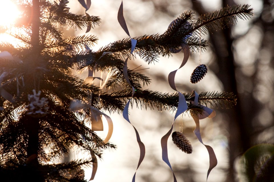 Branch, Tree, Winter, Twig