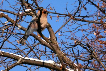 Bird, Branch, Fauna, Tree
