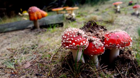 Fungus, Agaric, Mushroom, Medicinal Mushroom photo