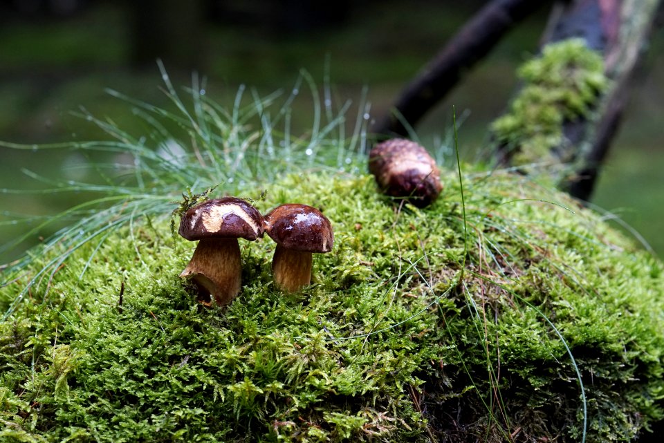 Fungus, Penny Bun, Mushroom, Agaricomycetes photo