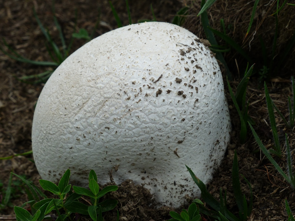 Large umbrinum calvatia mushroom genus