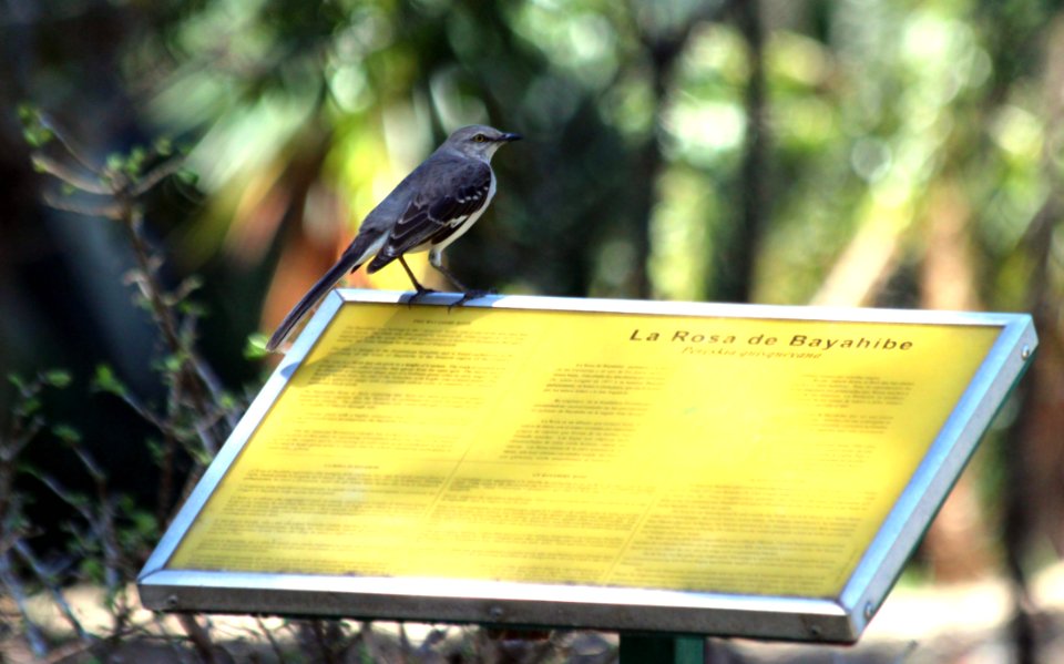 Bird, Fauna, Beak, Advertising