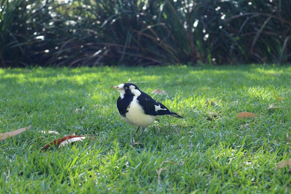 Bird, Fauna, Beak, Ecosystem