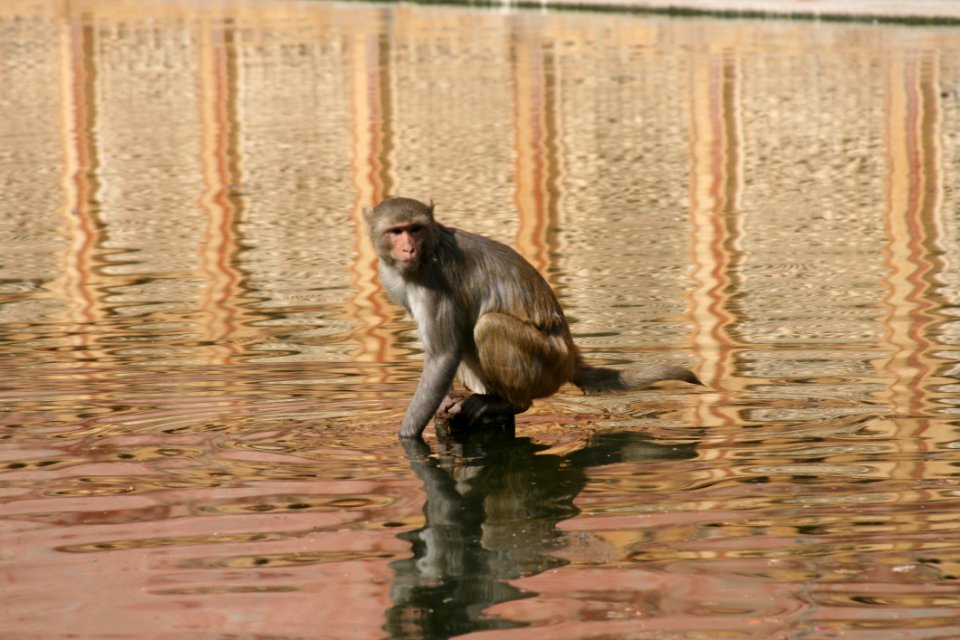 Fauna, Mammal, Macaque, Primate
