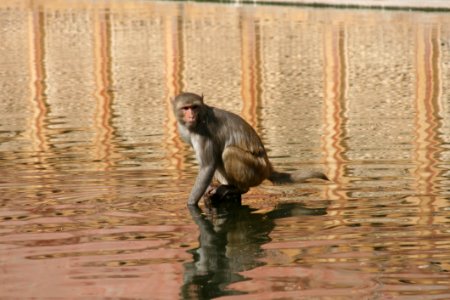 Fauna, Mammal, Macaque, Primate