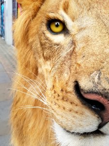 Face, Wildlife, Lion, Whiskers photo