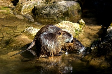Mammal, Fauna, Otter, Water photo