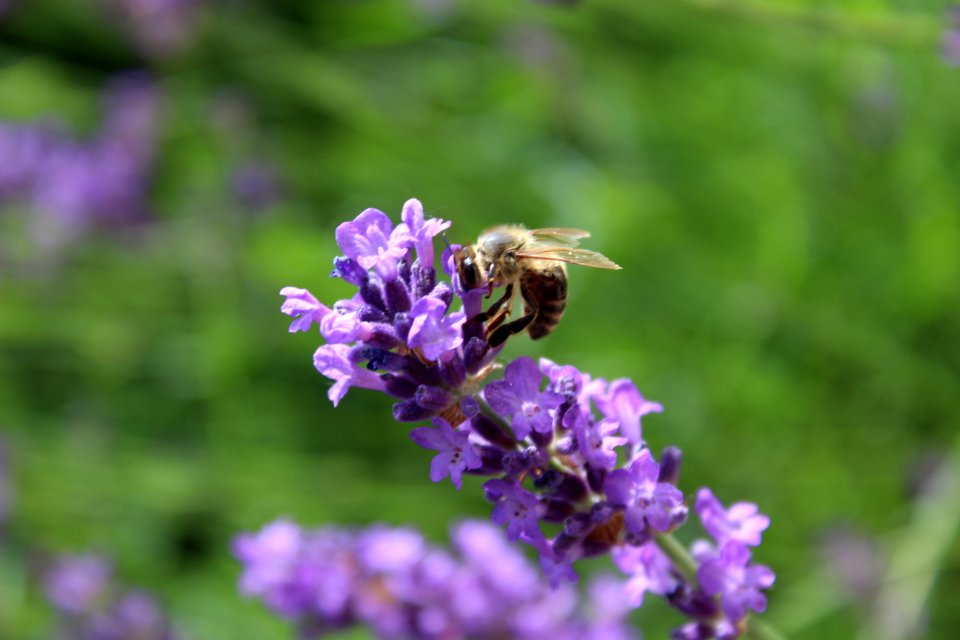 Honey Bee, Bee, English Lavender, Flower photo