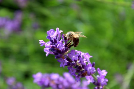 Honey Bee, Bee, English Lavender, Flower photo