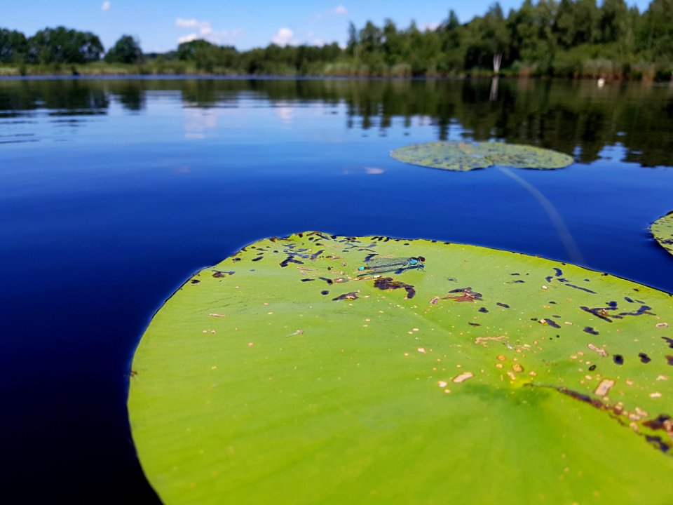 Water, Green, Nature, Reflection