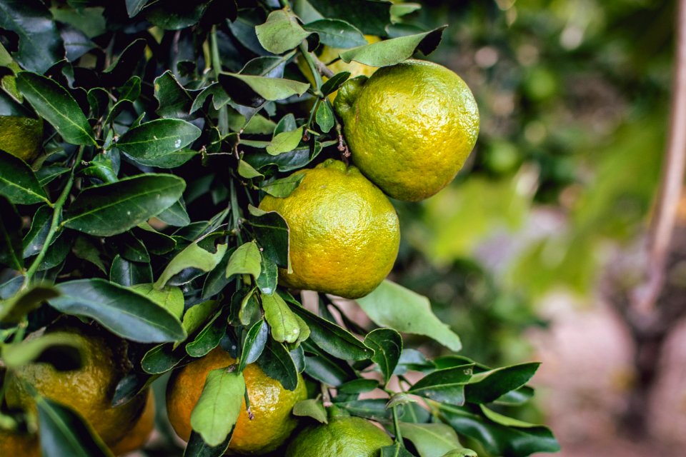 Citrus, Fruit, Citron, Produce