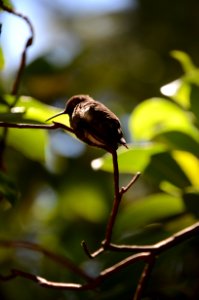 Bird, Fauna, Beak, Leaf photo