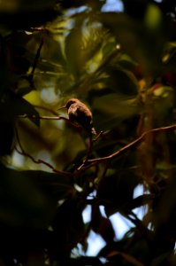 Leaf, Fauna, Vegetation, Branch