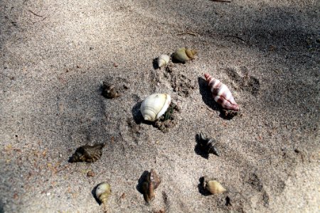 Fauna, Sand, Soil photo