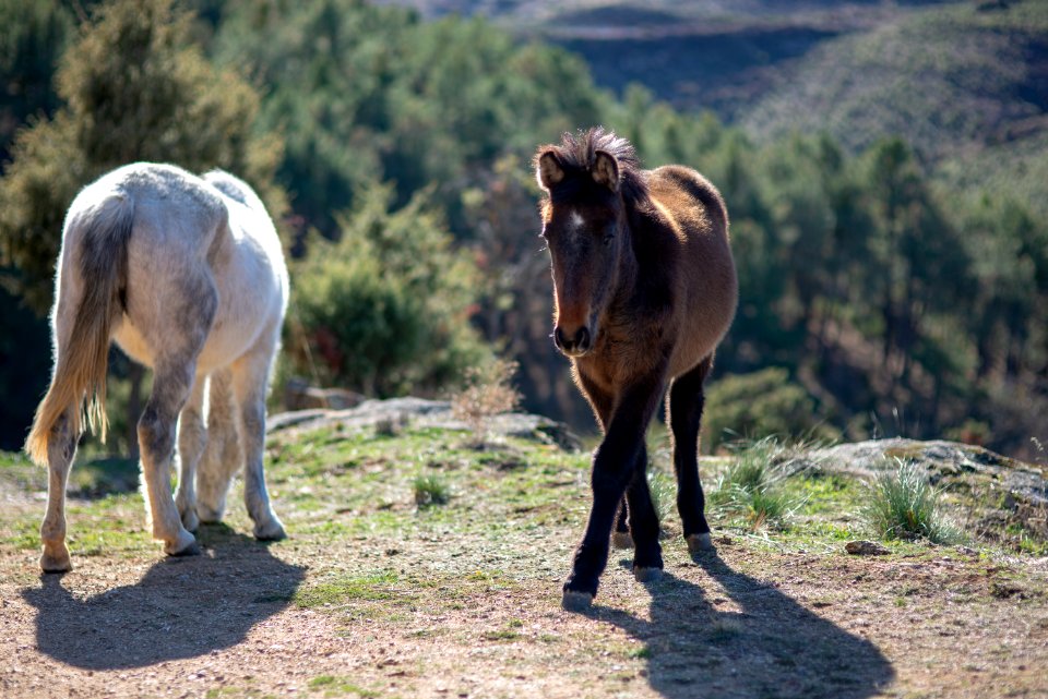 Wildlife, Wilderness, Horse Like Mammal, Horse