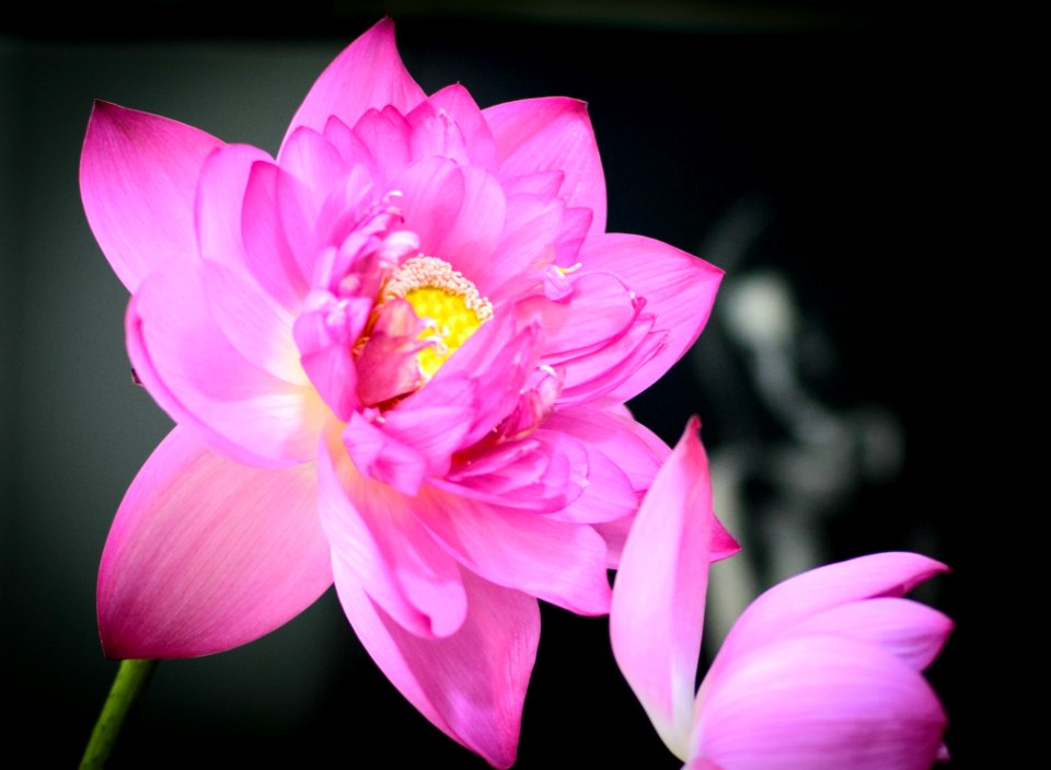 Flower, Pink, Plant, Flora