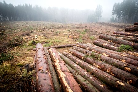 Forest, Wilderness, Logging, Path