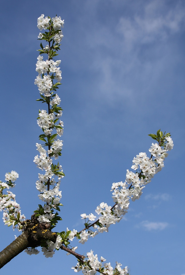 White blue nature