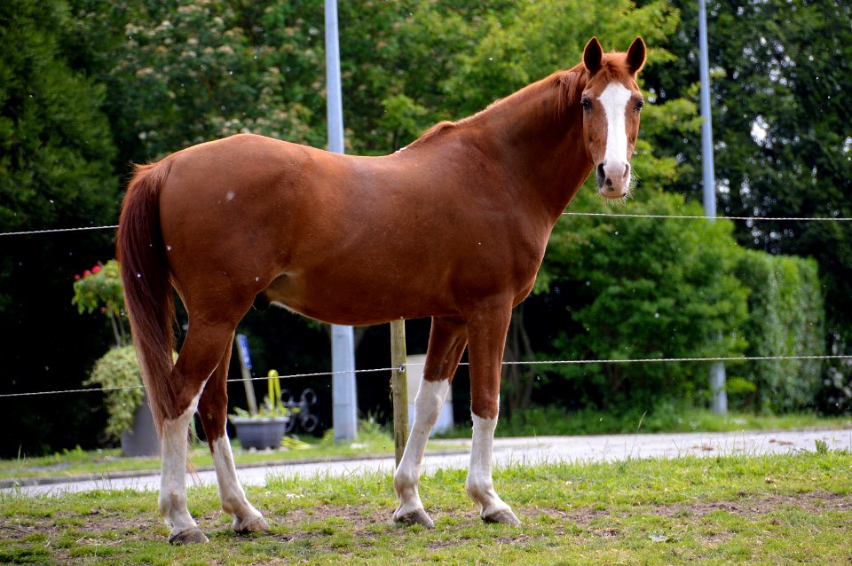 Horse, Bridle, Mare, Mane