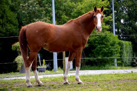 Horse, Bridle, Mare, Mane