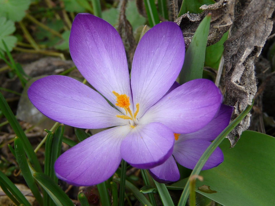 Crocus violet color