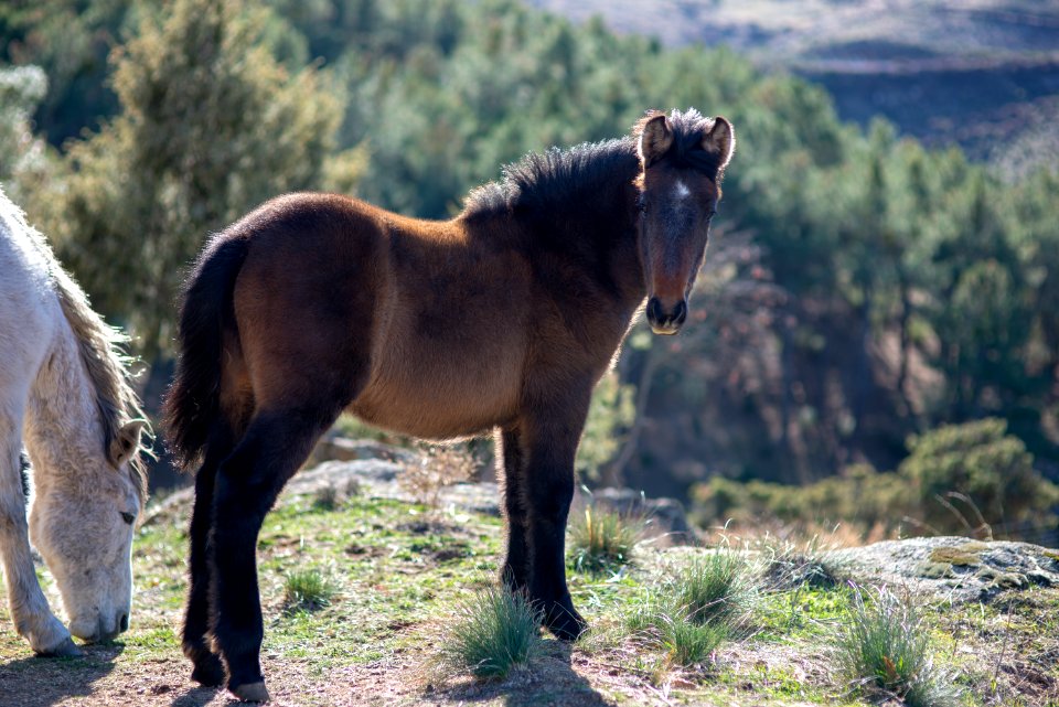 Horse, Mane, Horse Like Mammal, Mustang Horse