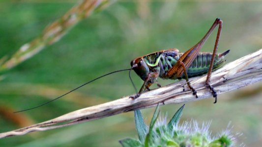 Insect, Invertebrate, Cricket Like Insect, Grasshopper photo
