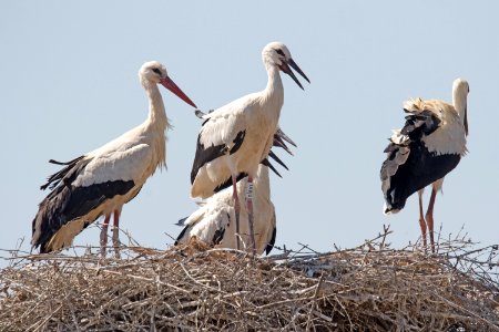 Bird, White Stork, Stork, Ciconiiformes photo