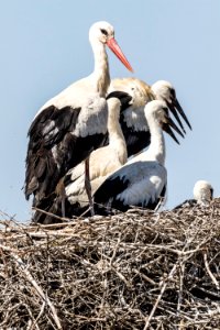 Stork, White Stork, Bird, Ciconiiformes photo