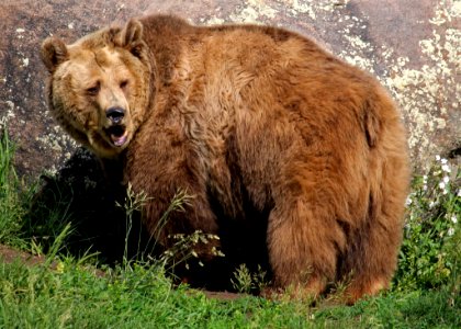 Brown Bear, Grizzly Bear, Terrestrial Animal, Bear photo