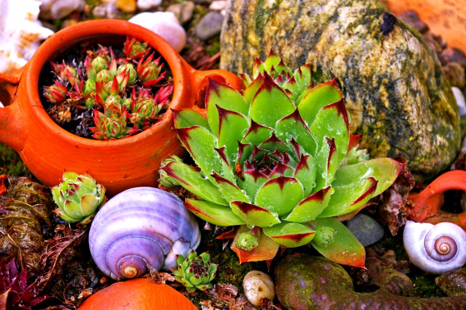 Plant, Flora, Flower, Vegetable
